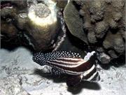 Bonaire 18